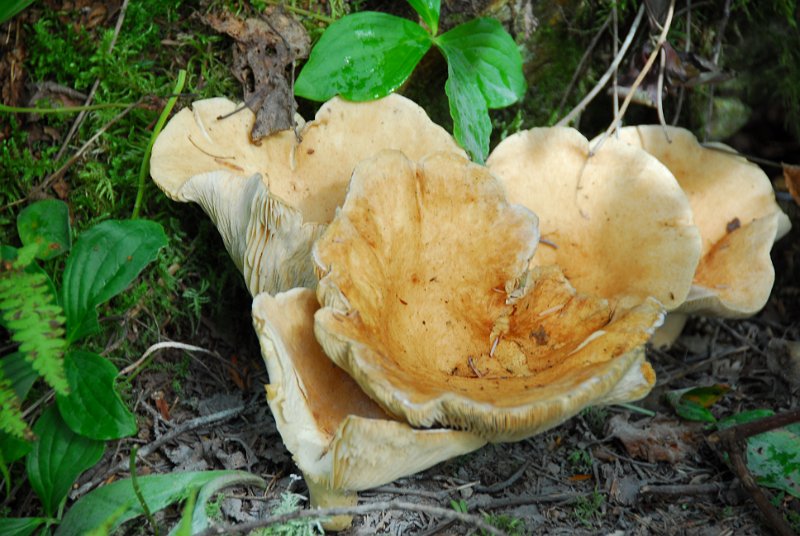 DSC_6359.JPG