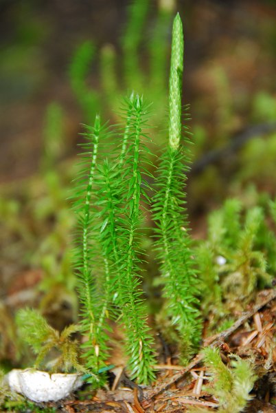 DSC_6362.JPG
