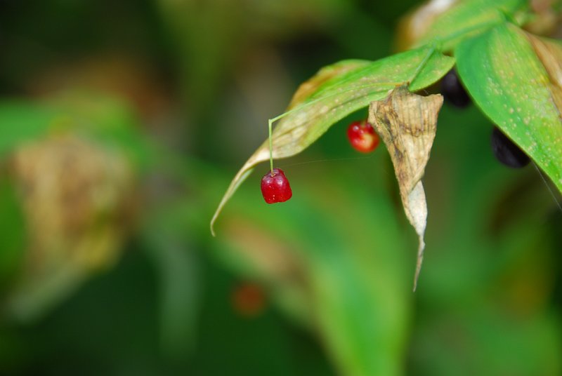 DSC_6363.JPG