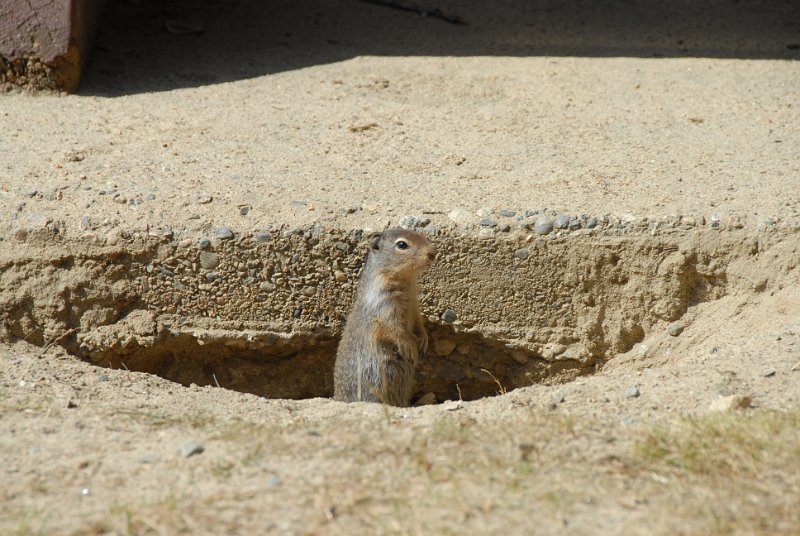 DSC_6435.JPG