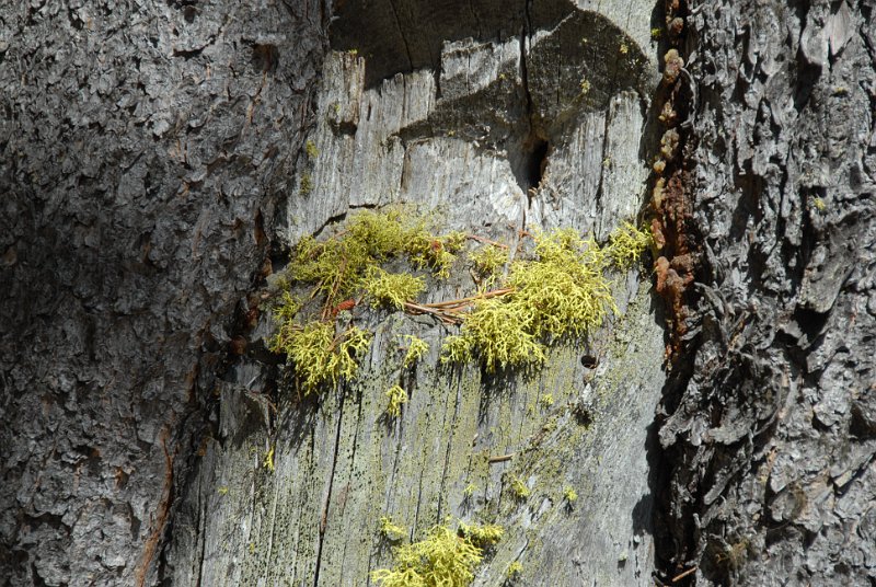 DSC_6437.JPG