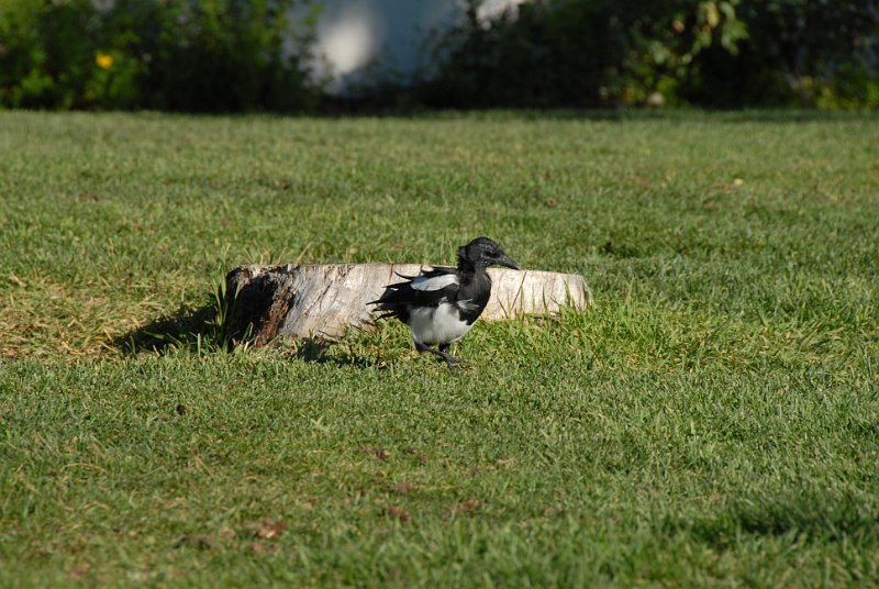 DSC_6856.JPG