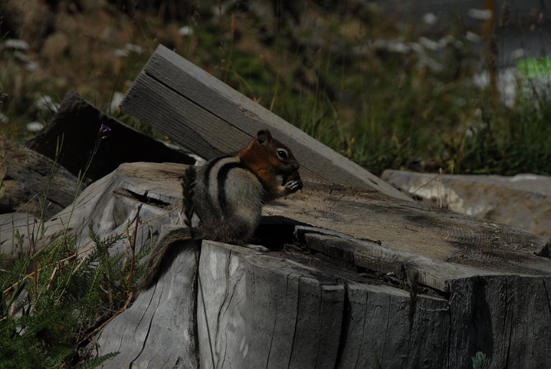 DSC_7072.JPG