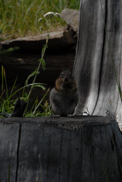 DSC_7075.JPG