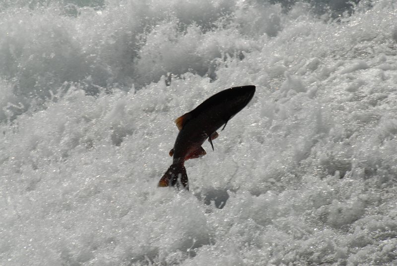DSC_7497.JPG