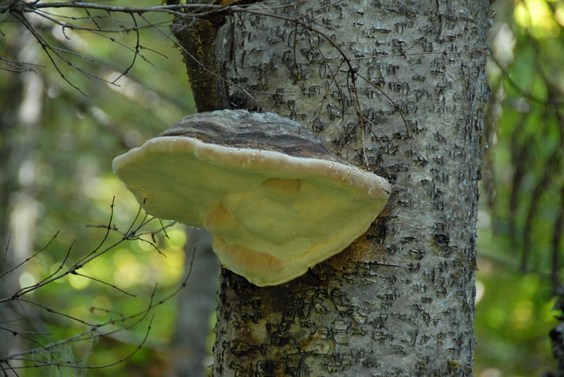 DSC_7530.JPG