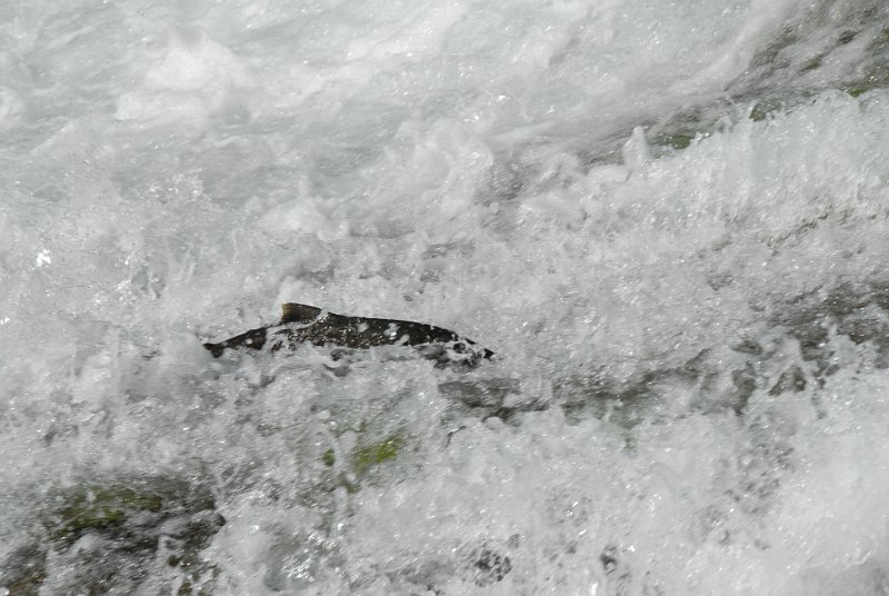 DSC_7541.JPG