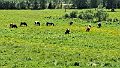 IMG-20250629-WA0017