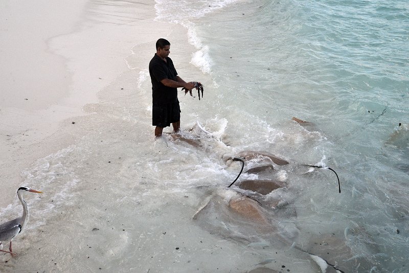 DSC_6450.JPG - feeding some stingrays