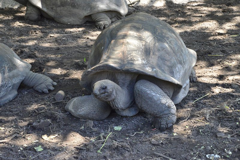 _DSC3251.JPG - giant turtle