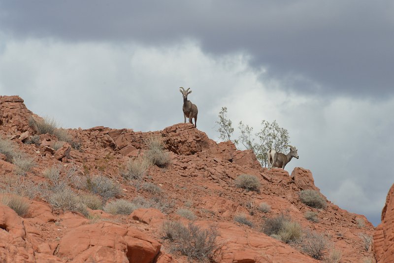 DSC_0203.JPG - wildlife at the entrance of 'valley of fire'