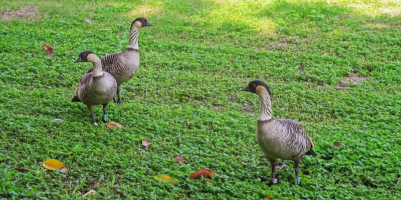 DSC08656.jpg - a group of Néné, the endemic Hawaiian Geese, living only within the eight Hawaiian Islands: Niihau, Oahu, Kauai, Molokai, Maui, Lanai, Kaho'olawe and Big Island. There are only about 2500 surviving Animals This group live close to 'our' Condominium on Big Island.Position: N 19°08'05"/W 155°30'49", date: date: Jan. 21/2022, Camera : Sony SX90