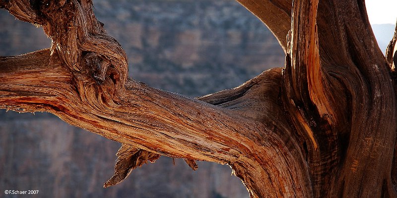 Horizonte 109.jpg - a gnarled stem of a Utah-Juniper (Juniperus osteosperme)catched my eyes on an evening walk along the South Rim of Grand Canyon.The reddish bark gave a nice contrast to the blue shadow in the background.   click here for Google Maps View   Position: N36°03'50" W112°06'48", elev.2165m/7120ft Camera: Nikon D50 w.Macro-Zoom, date: 15/03/2007, 17:50 local time