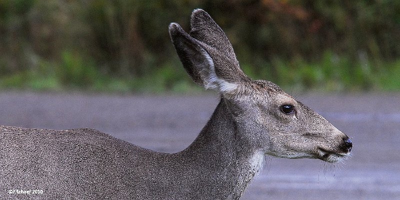 Horizonte 115.jpg - a adult Mule Deer use our airstrip without a taxi clearance!  Position (deer): N51°53'02,55"/W120°01'30,46", elev.710m/2330ft Camera: Nikon D200, 500mm Mirror-lens, date: 19/09/2010, 13:17 local