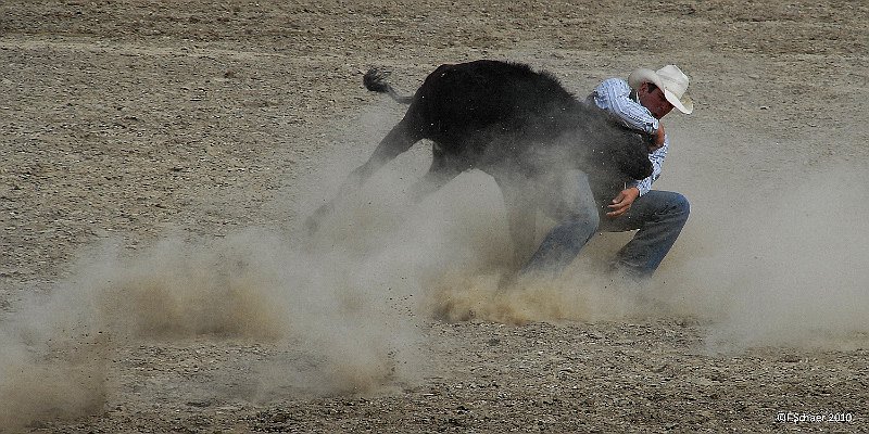 Horizonte 116.jpg - shows the decisive moment on a steer-wrestling inthe Fall-Fair-Rodeo in Barrière, British Columbia. The cowboyjumps from his horse and try to catch the steer's horns andwrestle it down to the sand of the arena. If successful heearns a big hand from the hundreds of spectactors.   click here for Google Maps View   Position: N51°11'40" W120°07'25", elev. 400m/1315ft Camera: Nikon D200 at 200mm, date: 04/09/2010
