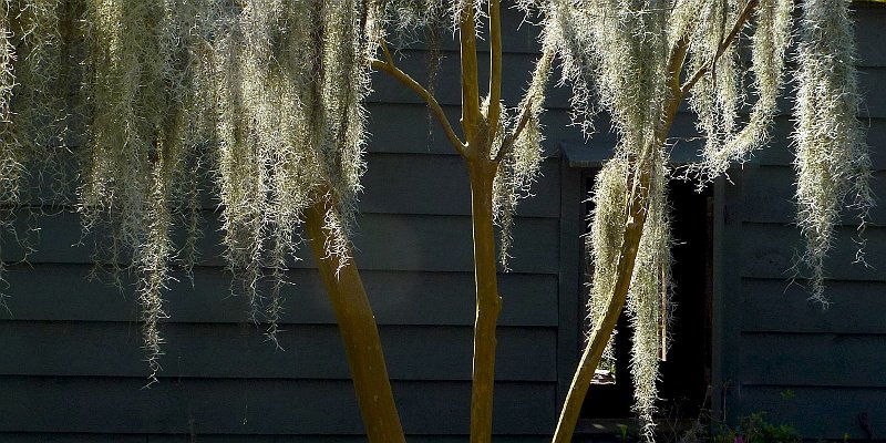 Horizonte 118.jpg - shows a beard of Spanish Moss (Tillandsi usneoides)hanging from the roof of a old shelter in South Carolina, USA.This plant is neither a moss nor a lichen and grows abundantin the Southeast of the USA. It absorbs nutrients only fromthe air and from rainwater.   click here for Google Maps View   Position: N32°52'30" W80°04'59", elev. about sealevel Camera: Lumix TZ20, date: 29/03/2013