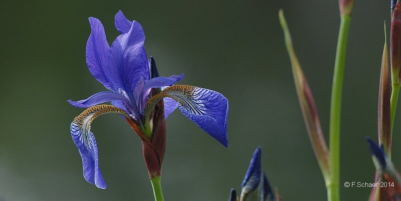 Horizonte 12.jpg - shows a bright blue lily, growing just on the shore of our Aspen Lake.  Camera : Nikon D200