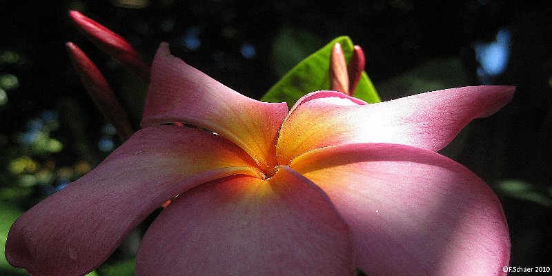 Horizonte 153.jpg - close-up view of a pink Frangipani-flower, widespread intropical areas, predominant in the South Pacific Islands, where they useit for Leis, the traditional flower-garlands around the woman's head.This incredible fragrant flower I photographed within the long ago abandonedHotelcomplex of the Club Med in Moorea, the neighbour-island of Tahiti.   click here for Google Maps View   Position: S17°29'44" W149°54'43" about sealevel Camera: Canon Ixus 80IS @6,2mm, date: 13/11/2010, 08:37 local time