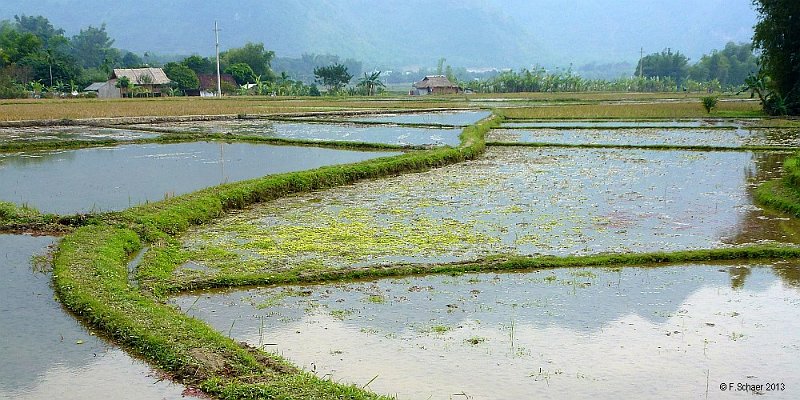 Horizonte 155.jpg - shows a great similarity to the yesterday's picture. Instead of extractingsalt the Vietnamese people used the dams and the ponds for gathering their rice.Rice is by far the most important nutriment for most inhabitants of Southeast-Asiaand may be harvested three times a year. This pic was made in the Mai Chan Districtaround 100 km southwest of Vietnam's capital Hanoi on a cloudy day.   click here for Google Maps View   Position: N20°40'22" E105°02'24", elev.360m/1200ft Camera: Panasonic TZ20, date: 11/02/2013, 12:38 local time