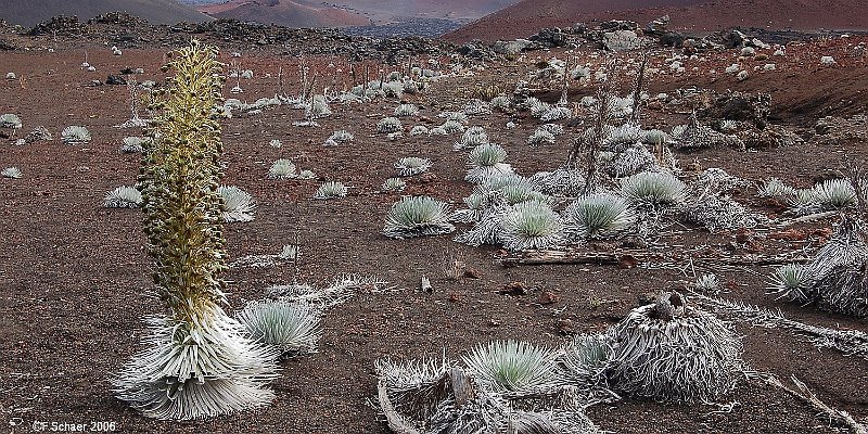 Horizonte 156.jpg - Haleakala-Silversword (Argyroxiphium sandwichense) is found on the Island of Maui(Hawaii) on the dormant Haleakala-Volcano but only above 2100m/6900ft. This very rare plantgrows in a extremly small area and is strongly protected. A similar subspecies may be foundat Mauna Kea on Big Island. There is a trail starting at 3050m/10000ft, descending to thebottom of the enormous crater and zigzagging up again to the Crater-rim. We walked this trailalready three times in our life and always in less than 7 hrs...  Position (camera): N20°43'06" W126°12'03", elev.2242m/7375ft Camera: Nikon D50 w.Nikkor @30mm, date: 01/11/2006, 11:07 local time