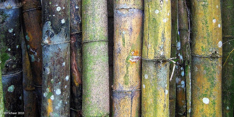 Horizonte 191.jpg - shows the surprising coloured stems of Giant Bamboo,(dendrocalamos giganteus). I made this picture just beside thesideroad to the Belvedere-Viewpoint in the center of the extinctvolcanoe which once created the Island of Moorea (French Polynesia).   click here for Google Maps View   Position: S17°32'12" W149°49'43", elev 173m/570ft Camera: Canon Ixus 80, date: 17/11/2010, 14:41 local time,just before a heavy tropical rainshower flooded the road...