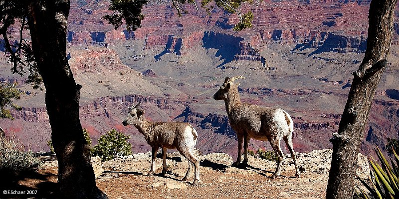 Horizonte 206.jpg - two young Bighorn-sheep on a little plateau besidethe abyss to the Colorado-river, 1470m/4835ft below. I made thispicture on a walk along the South-Rim-trail.   click here for Google Maps View   Position: N36°04'27" W112°06'58", elev. 2160m/7105ft Camera: Nikon D50, 40mm f11, date: 15/03/2007, 10:31 local