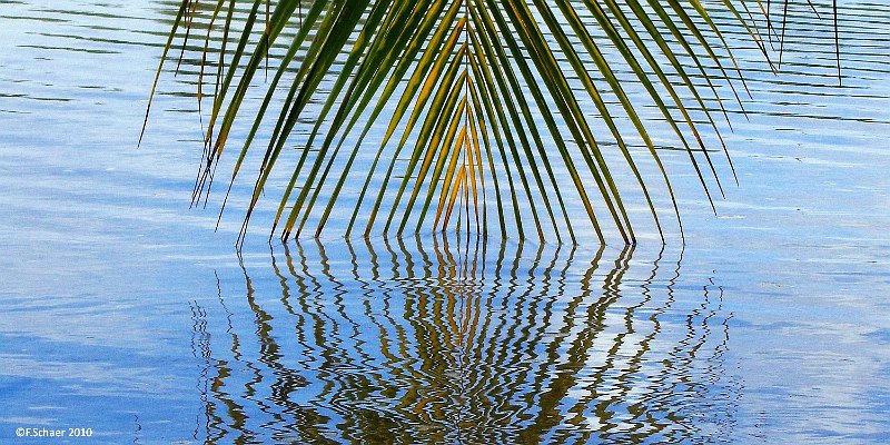 Horizonte 213.jpg - it may release some hidden yearnings...I made it during asnorkling trip from Raiatea to the west side of the Island of Taha'a,showing a palm-leaf with it's reflection in the crystal clear lagoon.   click here for Google Maps View   Position: S16°36'10" W151°33'49" atn sea-level Camera: HP 927, date: 30/10/2010, 11:00 local time