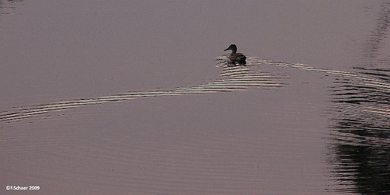 Horizonte 216.jpg - a lonesome duck left her trace on thetwilighted surface of our Aspen Lake....   click here for Google Maps View   Position: N51°53'02" W120°01'29", elev. 710m/2335ft Camera: Nikon D50 at 200mm, date: 17/08/2009, 19:10 local time