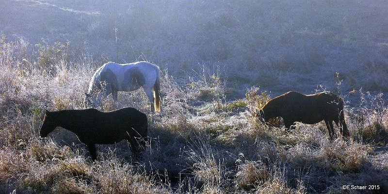 Horizonte 221.jpg - Fall has arrived; the horses graze in their frostypasture on an early October-morning.   click here for Google Maps View   Position (horses): N51°53'01" W120°01'20", elev.708m/2330ft Camera: Panasonic TZ41, date: 01/10/2015, 07:14am local