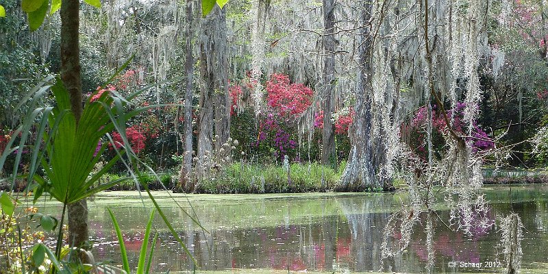 Horizonte 227.jpg - a gorgeous pond like in a fairy-tale; taken in the marvellousMagnolia Plantation beside the Ashley River in Charleston, South Carolina.   click here for Google Maps View   Position: N32°52'40"/W80°05'02", elev.10m/33ft above sealevel Camera: Panasonic TZ20, date:16/03/2012, 11:50 am local