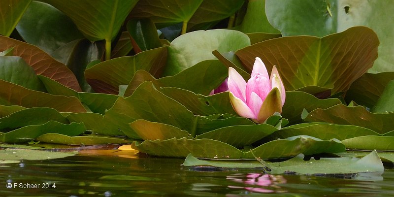 Horizonte 23.jpg - morning glory: a pink waterlily in our Aspen Lake opens their flower in the early morning.