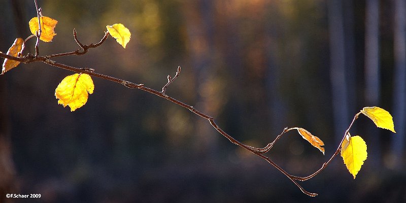 Horizonte 230.jpg - a lonesome twig (Birch) on a late autumn-daywaits for his inevitable destiny...   click here for Google Maps View   Position: N51°53'02" W120°01'26", elev.712m/2340ft Camera: Nikon D50, zoom at 200mm, date:10/10/2009, 16:50pm local