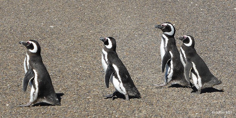 Horizonte 237.jpg - a group of Magellan-Penguins on their march to the shore.I made this picture at the Beach of Puerto Piramide on the north end ofPeninsula Valdés on the Altlantic coast of Argentina.   click here for Google Maps View   Position: S42°05'42" W63°53'68", elev. 10m/30ft Camera: Lumix TZ41, date:11/01/2014, 16:48 local