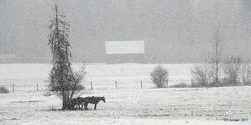 Horizonte 240.jpg - a view over my neighbours ranch in the UpperClearwater Valley during a surprising late snowfall.   click here for Google Maps View   Position (camera): N51°53'00"/W120°01'25" elev.710m/2335ft Camera: Nikon D200 at 200mm, date: 28/04/2011, 11:03 local