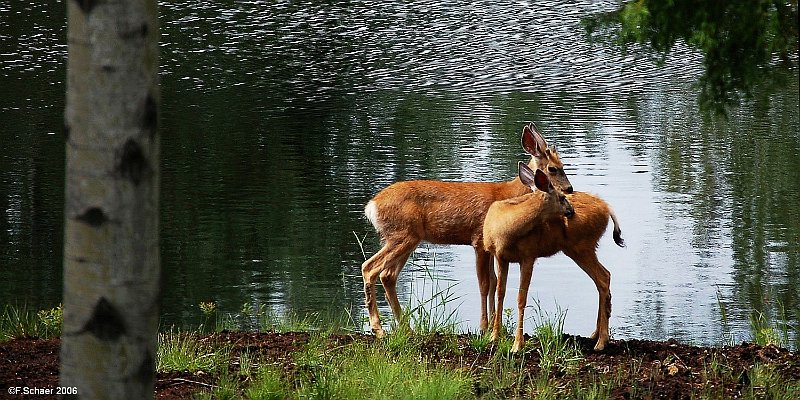 Horizonte 250.jpg - shows a MuleDeer-mother with her fawn; I madethis idyllic picture at our lake just behind the house.   click here for Google Maps View   Position (Google Earth): N 51°53'02"/W 120°01'26", elev.710m Camera: Nikon D50 at 200mm, date: 18/06/2006, 14:10 local