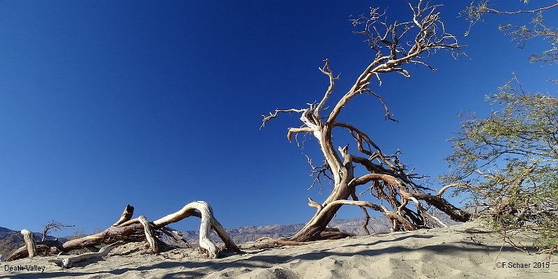 Horizonte 251.jpg - made in the Sand Dunes of the Death Valley National Monument,California, USA and shows the remains of a Mesquite-tree. Death Valleyis one of the hottest and driest spot in the world with temps above 50°C.   click here for Google Maps View   Position (Google Earth): N 36°36'25"/W 117°06'54", elev.18m/60ft above SL. Camera: Sony HX400 w. Zeiss Vario-Sonnar, date: 14/11/2015, 09:35 local