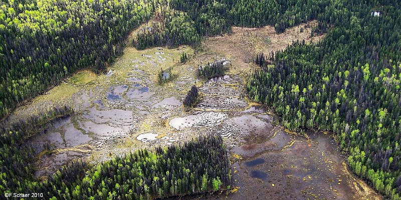 Horizonte 266.jpg - shows a difficult accessible large Beaver-marsh withinWells Gray Provincial Park, BC Canada. I made this picture duringa scenic flight from about 2000 ft above ground. The network of thedams were created by the Beaver canadensis and left some impact tothe environment. Beavers were trapped in earlier times for their fursbut made an amazing comeback since they are protected.Position: N 52°02'00"/W 119°59'18", elevation 985m/3240ft Camera: Canon Digital IXUS-80, date: 24/05/2010, 14:05 local