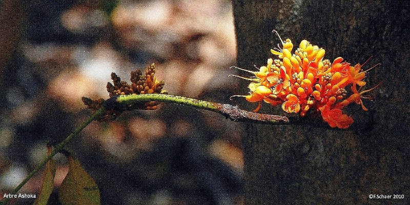 Horizonte 282.jpg - a very rare flower of the Arbre Ashoka (lat.saraca asoca),found on a long walk within the Arboretum Papuakeitaa (Botanical Garden)on the tiny remote Island of Ua Huka in the northern Marquesas Group,1800kmnortheast of Tahiti.   click here for Google Maps View   Position (Google Earth):S 08°55'14"/W 139°33'48", elev.128m/420ft above SL. Camera: Nikon D200, Sigma-Zoom at 200mm, date: 29/11/2010, 10:20 local time