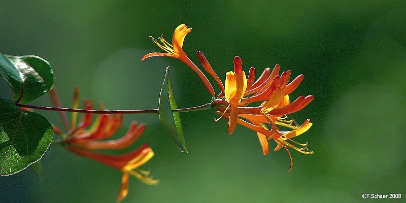 Horizonte 316.jpg - the impressive flowers of an orange Honeysuckle,(lat. Lonicera heckrotti) on the east side of our house. Thisdecorative perennial, climbing plants are simple to cultivate.Position: N51°53'01"/W 120°01'31", elev. 715m/2350ft above SLCamera: Nikon D50, Nikkor 2,8/300mm, ext.tube, date 07/07/2008