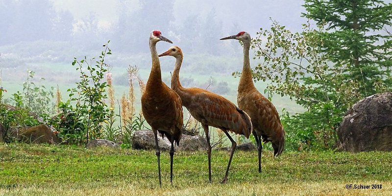 Horizonte 321.jpg - a family of Sandhill Cranes (antigone canadensis)They appear normally end of April and stay around our home for thesummer, leaving in September south to western US or Mexico. I madethis pic 3 weeks ago but since a few days they're gone....Position: N 51°53'02"/W 120°01'26", elevation 2320ft/705m above SL.Camera: Sony HX400, Zeiss Lens, date: 23/08/2018, 14:00 local time