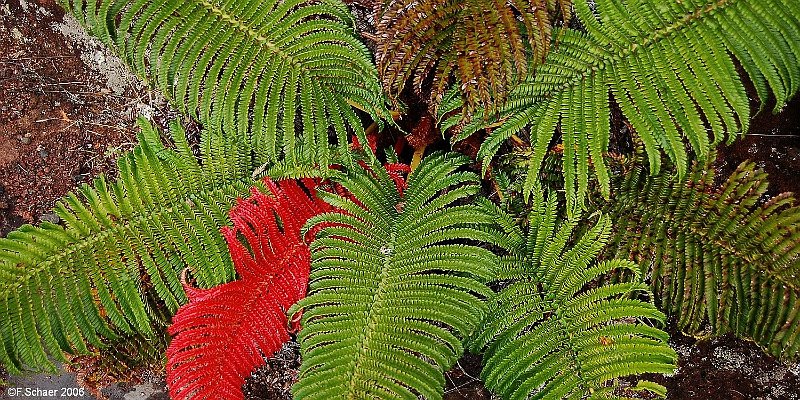 Horizonte 326.jpg - Botanical Individualism or uncommon Variation ?I found this colorful living Fern (the red leaf was not dead!)on the steep southern slope of the Haleakala-Crater withinthe Nationalpark on the Island of Maui, Hawaii.Position: N 20°45'21"/W 156°13'08", altutude approx. 2700m/8800ftCamera: Nikon D50, Nikkor 35-135mm, date: 01/11/2006, 14:41 local