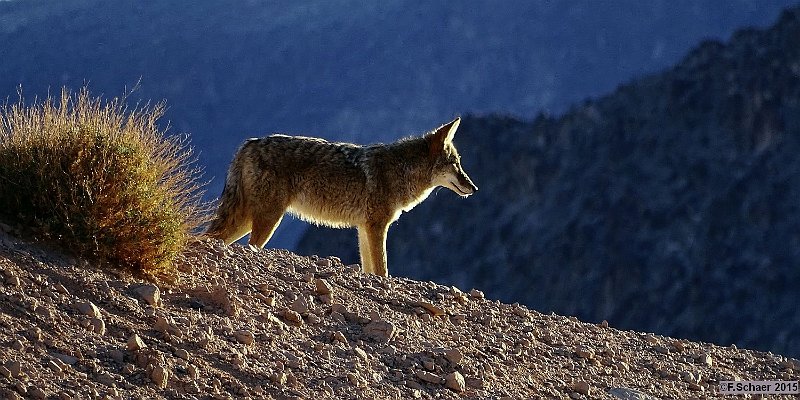 Horizonte 342.jpg - a lonesome Coyote(canis latrans) watchful scanninghis surrounding, seen from our campground in Willow Creek inArizona, about 20 km south of the Hoover Dam on Lake Mead.Position: N 35°52'19"/ W114°39'02", elevation 275m/900ft ASL.Camera: Sony HX400, Zeiss Sonnar, date: 16/12/2015, 16:25pm