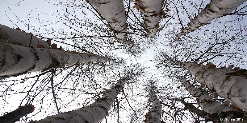 Horizonte 349.jpg - finally, the very cold Winter is over. Still a fewweeks to wait until the first leaves appears on this Birches(Betula papyrifera)just West of our Airstrip.Position: N 51°53'03"/ W 120°01'37", elevation 710m/2340ftCamera: Nikon D50 at 18mm, Date: 29/03/2019, 2:43 pm local