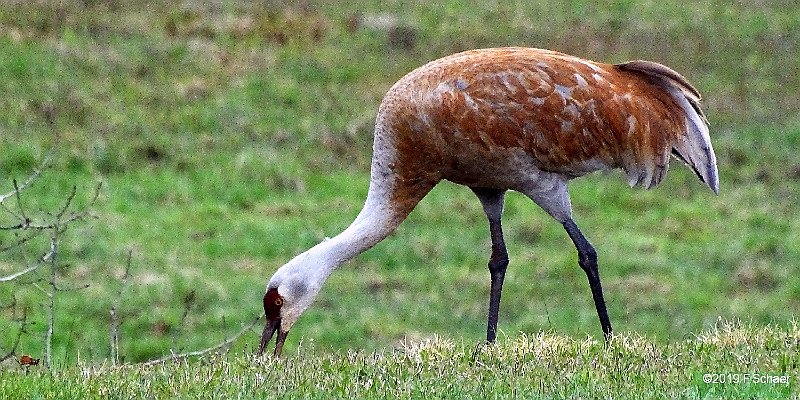 Horizonte 354.jpg - An adult Sandhill Crane (Grus canadensis), just in front ofour house. They arrive annually on our place coming from their Winter-Quarters in the Prairies. Their typical loud voices and their size of85-125cm make them easy to recognize.Position: N 51°53'00"/ W 120°01'25", elevation: 710m/2335ftCamera: Sony HX400 w.Zeiss Lens, date: 03/05/2019 !! (brandnew)