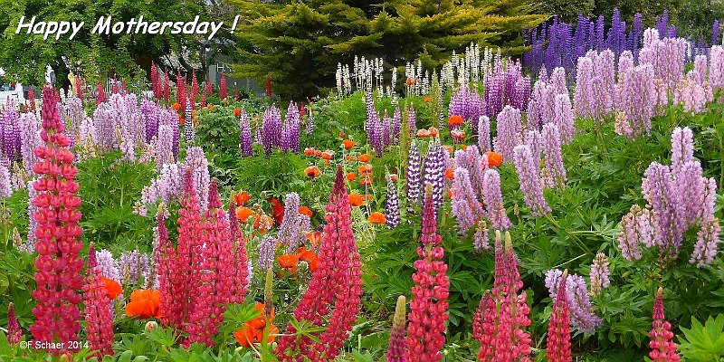 Horizonte 355.jpg - Happy Mothersday!I found this exceptional colored Lupinus beside the Avenida Maipuin Ushuaia, Tierra del Fuego (Argentina),the southernmost city inthe World, with a population of 57'000.Position: S 54°48'25"/ W 68°18'15' altitude 20ft above sealevelCamera: Panasonic TZ41, date: 24/01/2014,17:47pm local