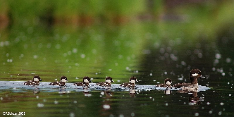 Horizonte 356.jpg - a happy Bufflehead-family stolling on our Lake in thelater evening.Position: N51°53'02"/ W120°01'29", elev. 710m/2335ft. above SealevelCamera: Nikon D50 with huge Nikkor 2,8/300, date: 11/06/2006, 7:26pm