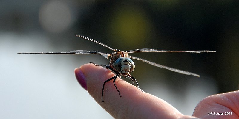 Horizonte 359.jpg - a "Green Darner", a Dragonfly with 4-5"-wingspan,here on a stopover on Ursula's Finger, Lifespan: about 6 months.Position: N 51°53'01"/ W 120°01'30", elev.710m/2335ftCamera: Nikon D200, Sigma-Zoom at 200mm, date: July 2018