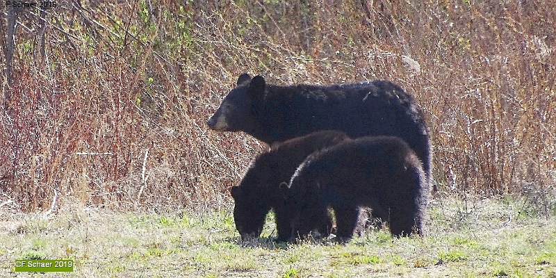 Horizonte 361.jpg - a Black-Bear-Family on their daily strolling alongour airstrip. Photographing Blackbears ist rather difficult,everything is black in black without any structure....Position Bear: N 51°52'58"/ W 120°01'31" elev. 706m/2320ftCamera: Sony HX400, date: 03/05/2019, 15:28pm local