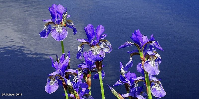 Horizonte 362.jpg - made on the shore of our small lake and shows somebright blue Rocky Mountain Iris, also named Western Blue Flag,(iris missouriensis) in full bloom.Position: N 51°53'01"/W 120°01'28", elev 703m/2310ftCamera: Sony HX400V w. Zeiss-Lens, date: 09/06/2019, 11:19am