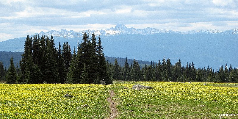 Horizonte 365.jpg - the Trophy Meadows Trail, north of Clearwater BCwithin millions of bloomig Glacier Lilys, 3km from the parkinglot.Background center: Dunn Peak 2626m/8640ft, left Granite Mountain,Harp Mountain and Vavenby Montain. Best time: end June-mid July.Position: N 51°46'27"/W 119°55'57", elev. 1956m/5950ft,Camera: Canon Ixus 80, date: 27/06/2010, 15:02 local time (PST)